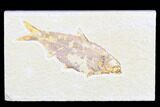 Detailed Fossil Fish (Knightia) - Wyoming #173750-1